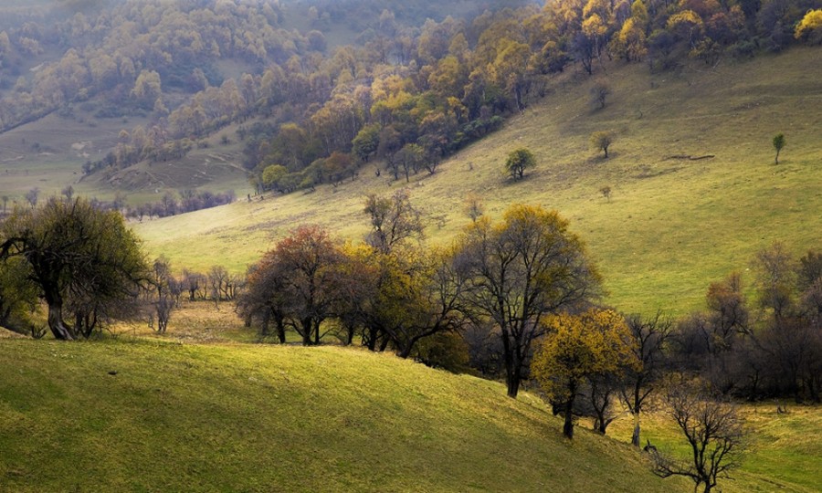 ʨ�ӻ� - ������ɫ��Ϸ����