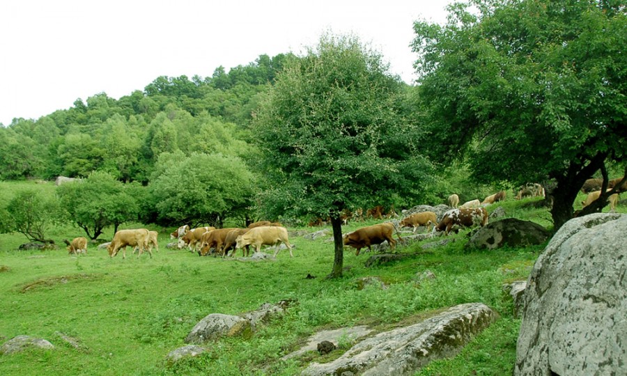 ʨ�ӻ� - ������ɫ��Ϸ����