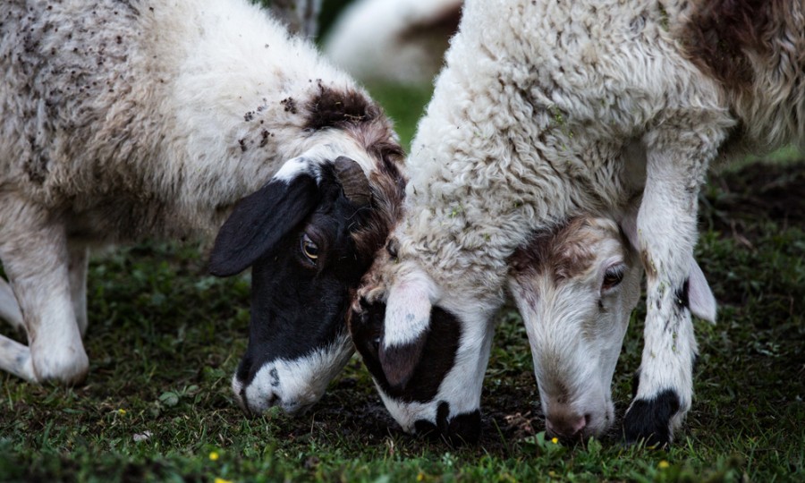 ʨ�ӻ� - ������ɫ��Ϸ����