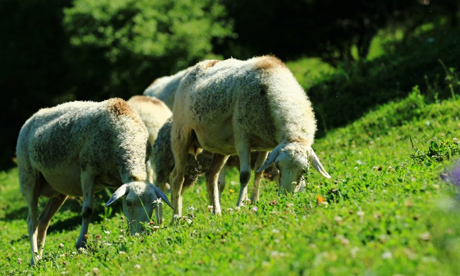 ʨ�ӻ� - ������ɫ��Ϸ����