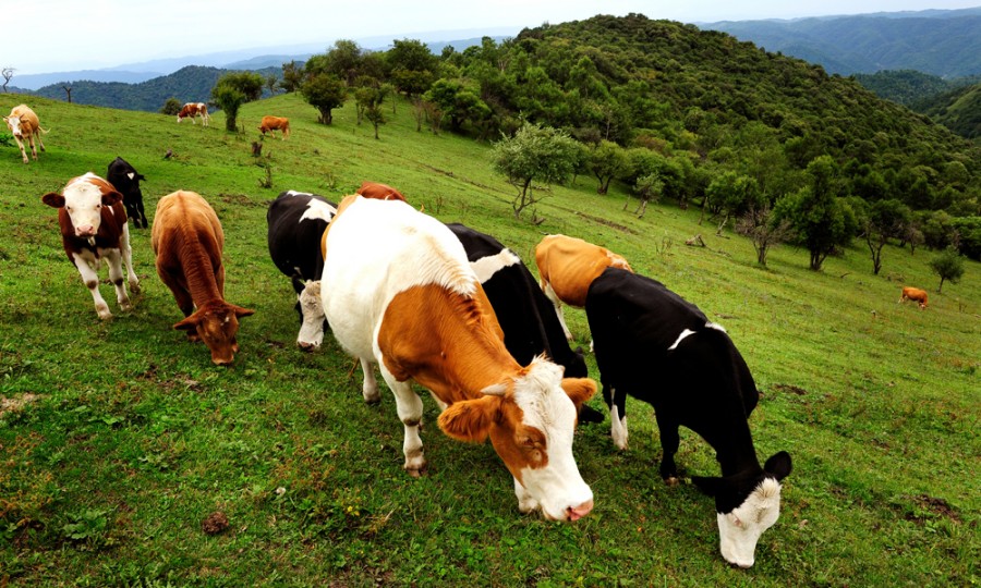 ʨ�ӻ� - ������ɫ��Ϸ����