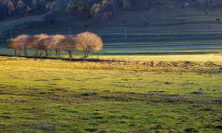 ʨ�ӻ� - ������ɫ��Ϸ����