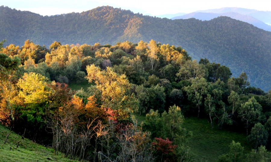 ʨ�ӻ� - ������ɫ��Ϸ����