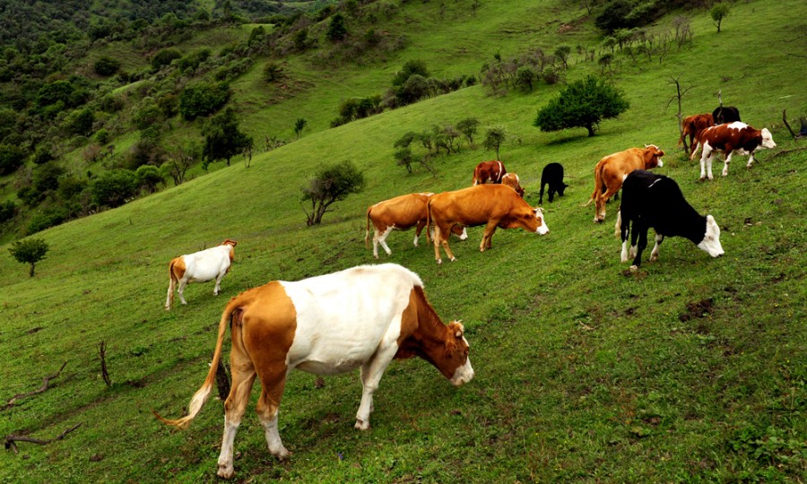 ʨ�ӻ� - ������ɫ��Ϸ����