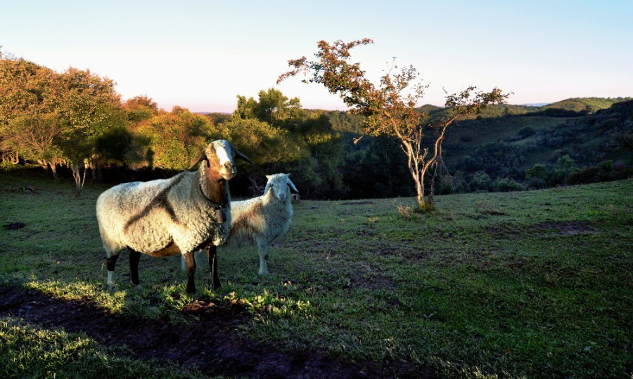 ʨ�ӻ� - ������ɫ��Ϸ����