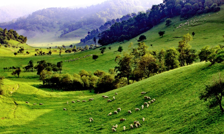 ʨ�ӻ� - ������ɫ��Ϸ����