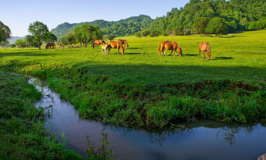 ʨ�ӻ� - ������ɫ��Ϸ����