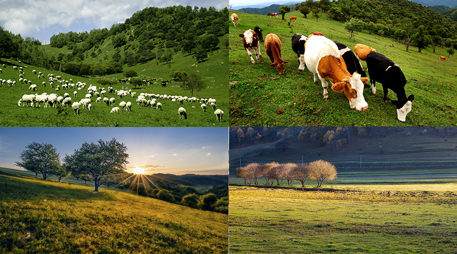 ʨ�ӻ� - ������ɫ��Ϸ����