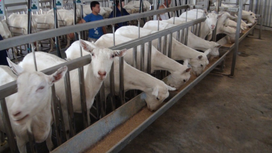 ʨ�ӻ� - ������ɫ��Ϸ����