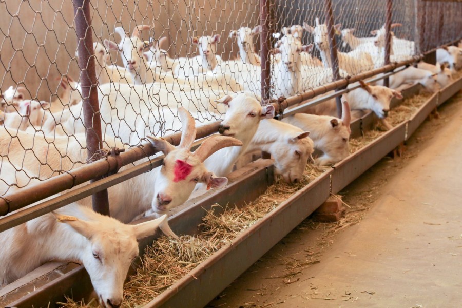 ʨ�ӻ� - ������ɫ��Ϸ����