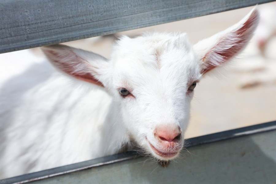 ʨ�ӻ� - ������ɫ��Ϸ����