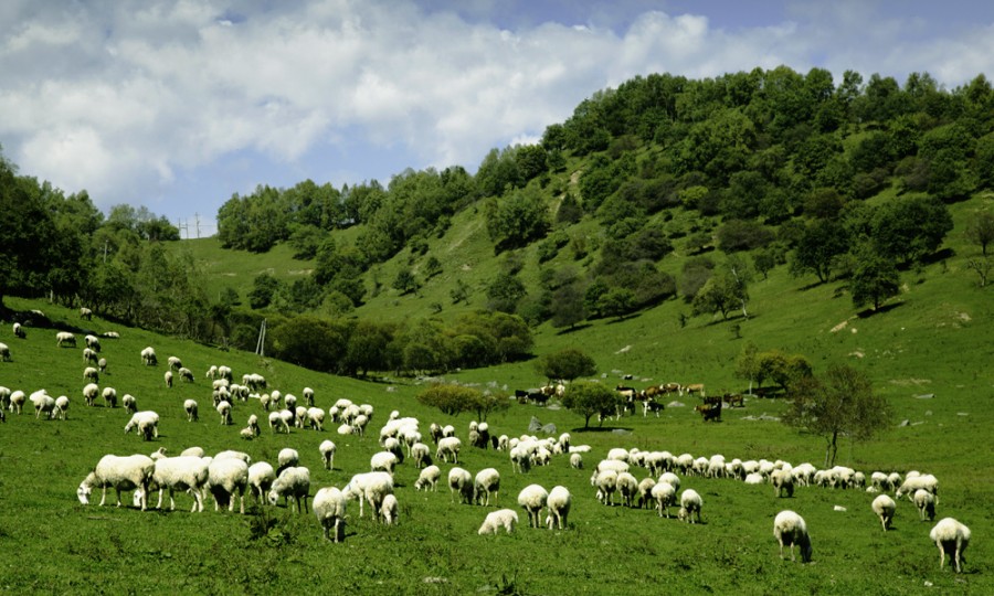 ʨ�ӻ� - ������ɫ��Ϸ����