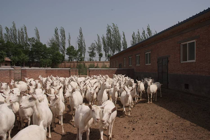 ʨ�ӻ� - ������ɫ��Ϸ����