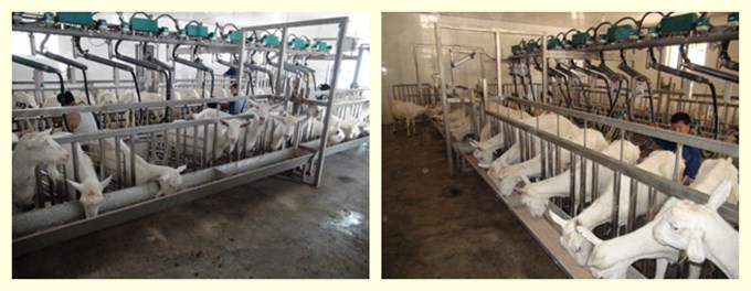 ʨ�ӻ� - ������ɫ��Ϸ����