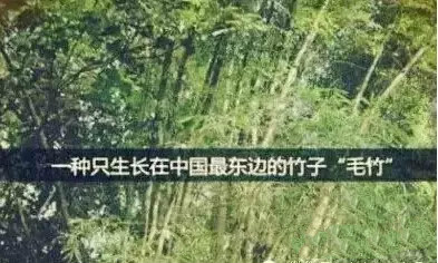 ʨ�ӻ� - ������ɫ��Ϸ����