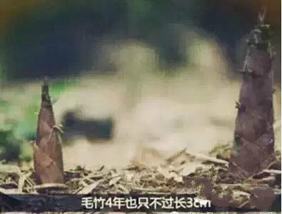 ʨ�ӻ� - ������ɫ��Ϸ����