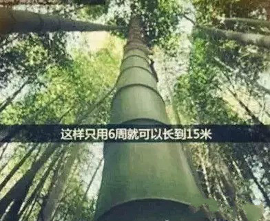 ʨ�ӻ� - ������ɫ��Ϸ����