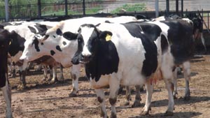 ʨ�ӻ� - ������ɫ��Ϸ����