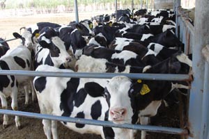 ʨ�ӻ� - ������ɫ��Ϸ����