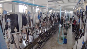 ʨ�ӻ� - ������ɫ��Ϸ����