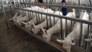 ʨ�ӻ� - ������ɫ��Ϸ����