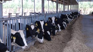 ʨ�ӻ� - ������ɫ��Ϸ����