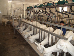 ʨ�ӻ� - ������ɫ��Ϸ����