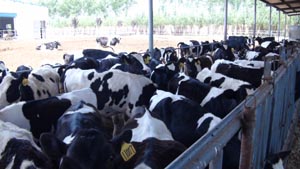 ʨ�ӻ� - ������ɫ��Ϸ����