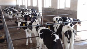 ʨ�ӻ� - ������ɫ��Ϸ����